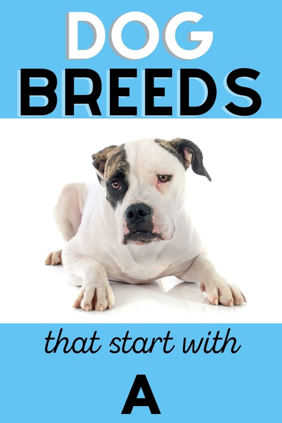 Dog Breeds that Start with A 