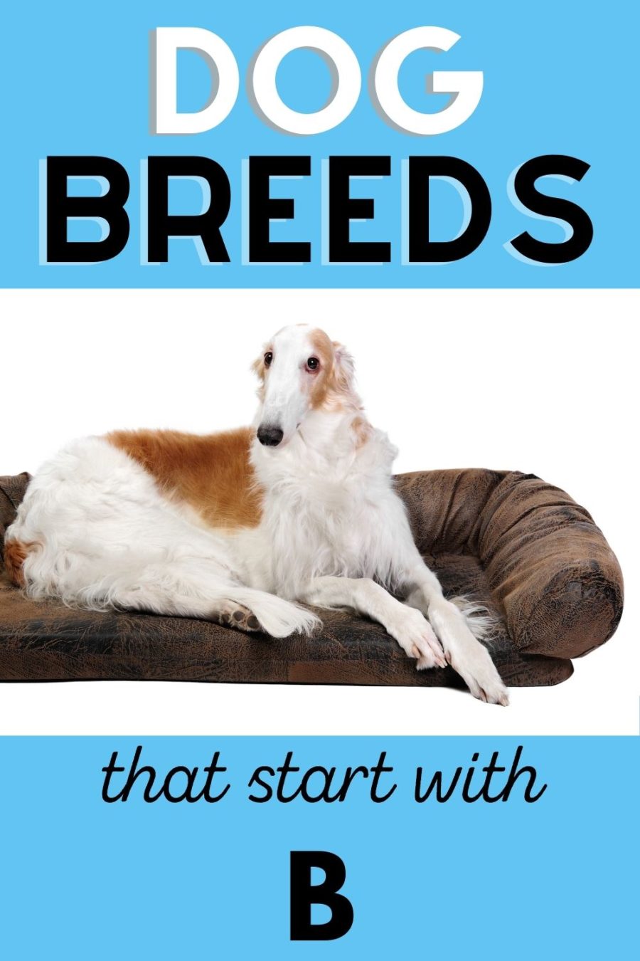dog breeds that start with B