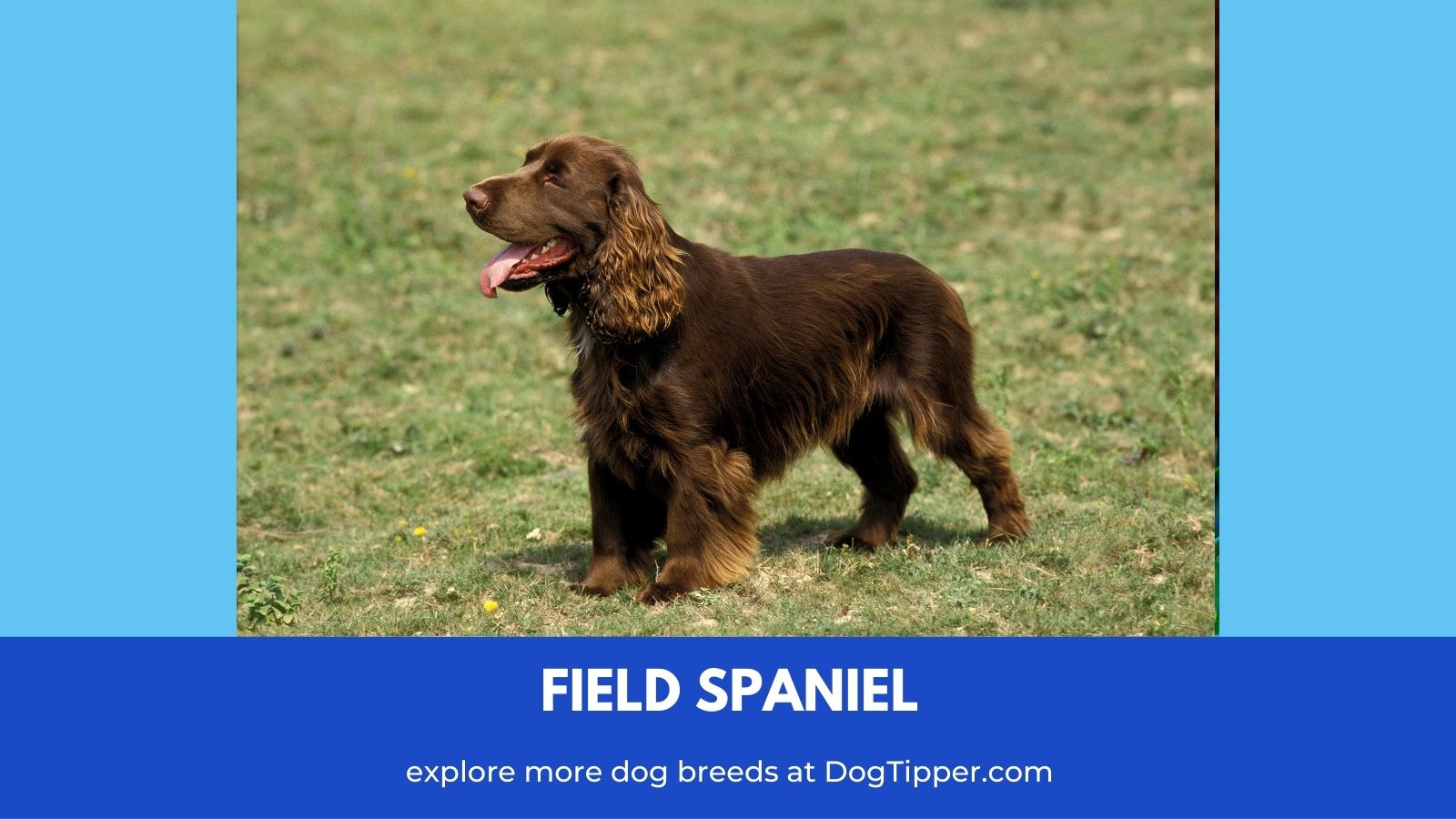 Dog Breeds that Start with F Dog Breeds AZ