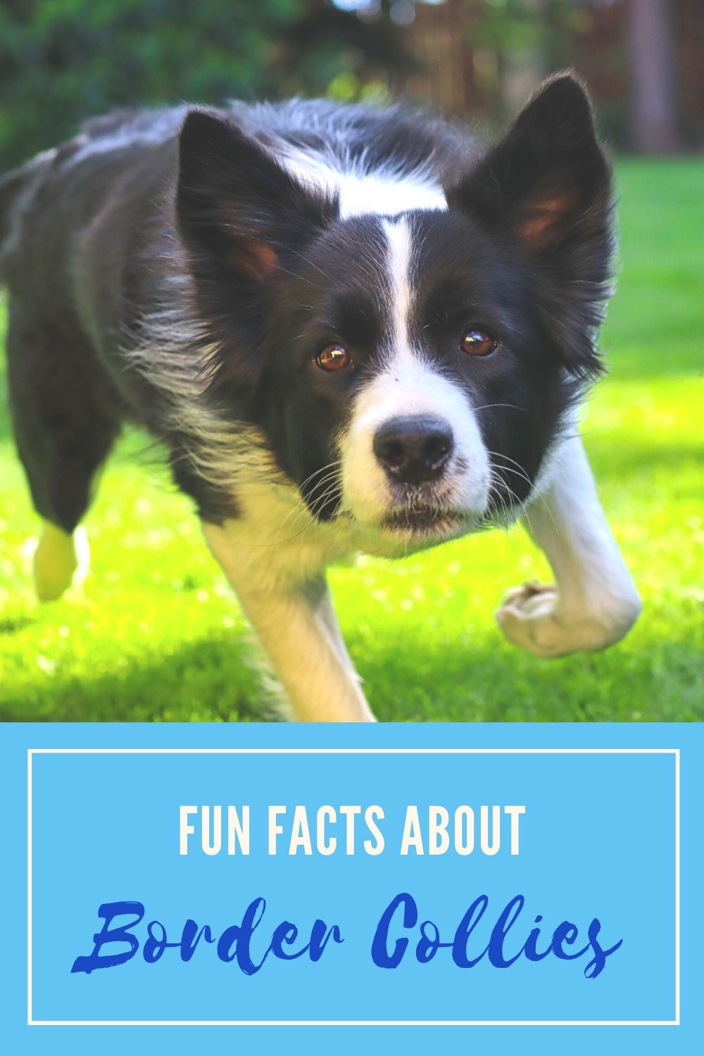 10 Fun Facts About the Beloved Border Collie