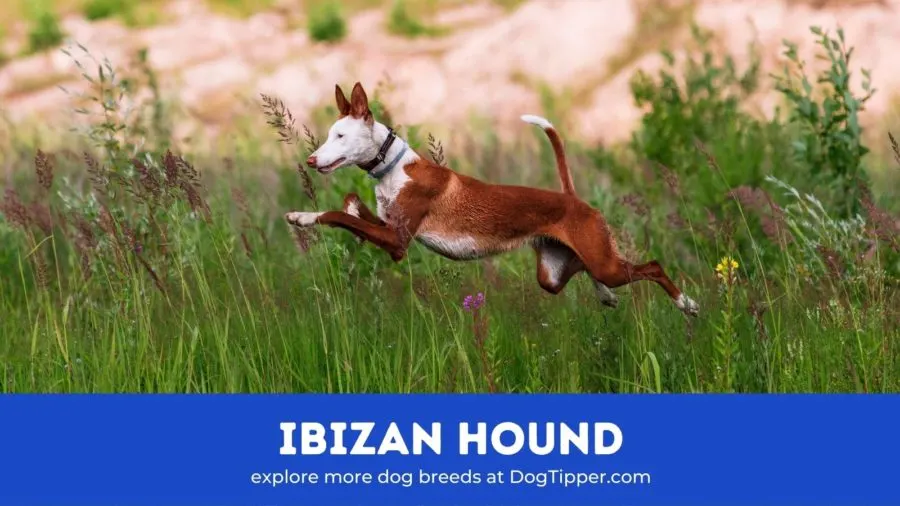 Ibizan Hound