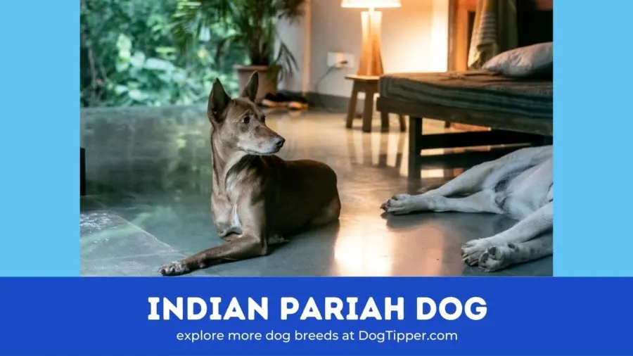 Indian pariah dog