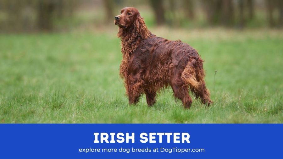 Irish Setter