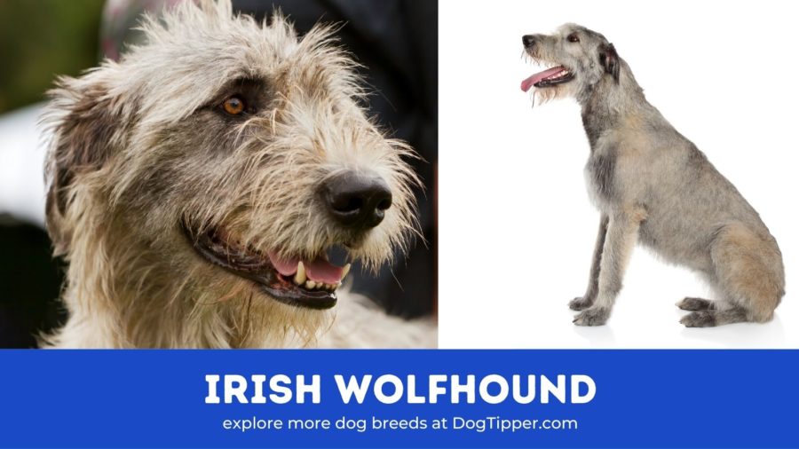 Irish Wolfhound
