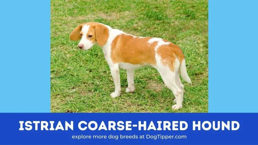 Istrian Shorthaired Hound