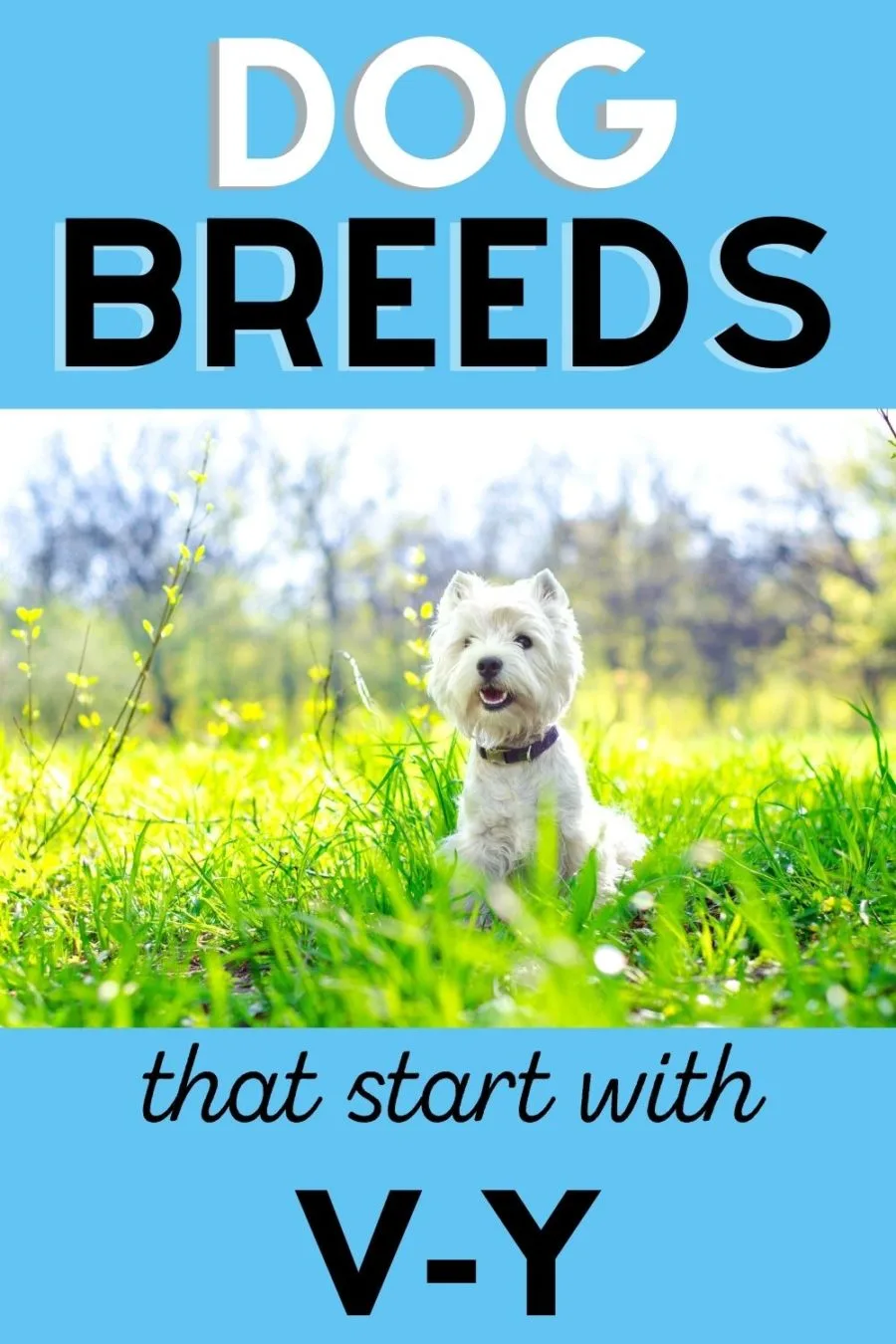 Dog Breeds that Start with V-Z