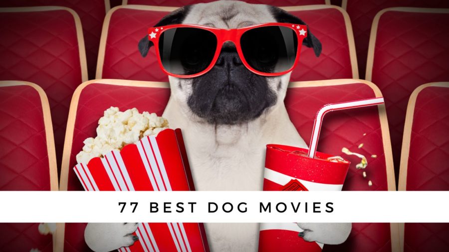 77 Best Dog Movies to Make You Laugh or Cry! (2023)