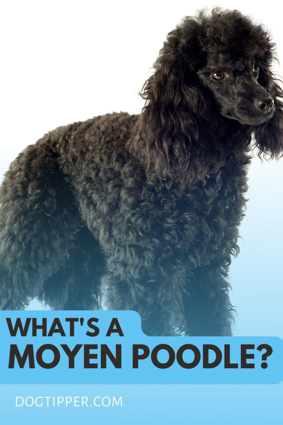 What is a Moyen Poodle? 