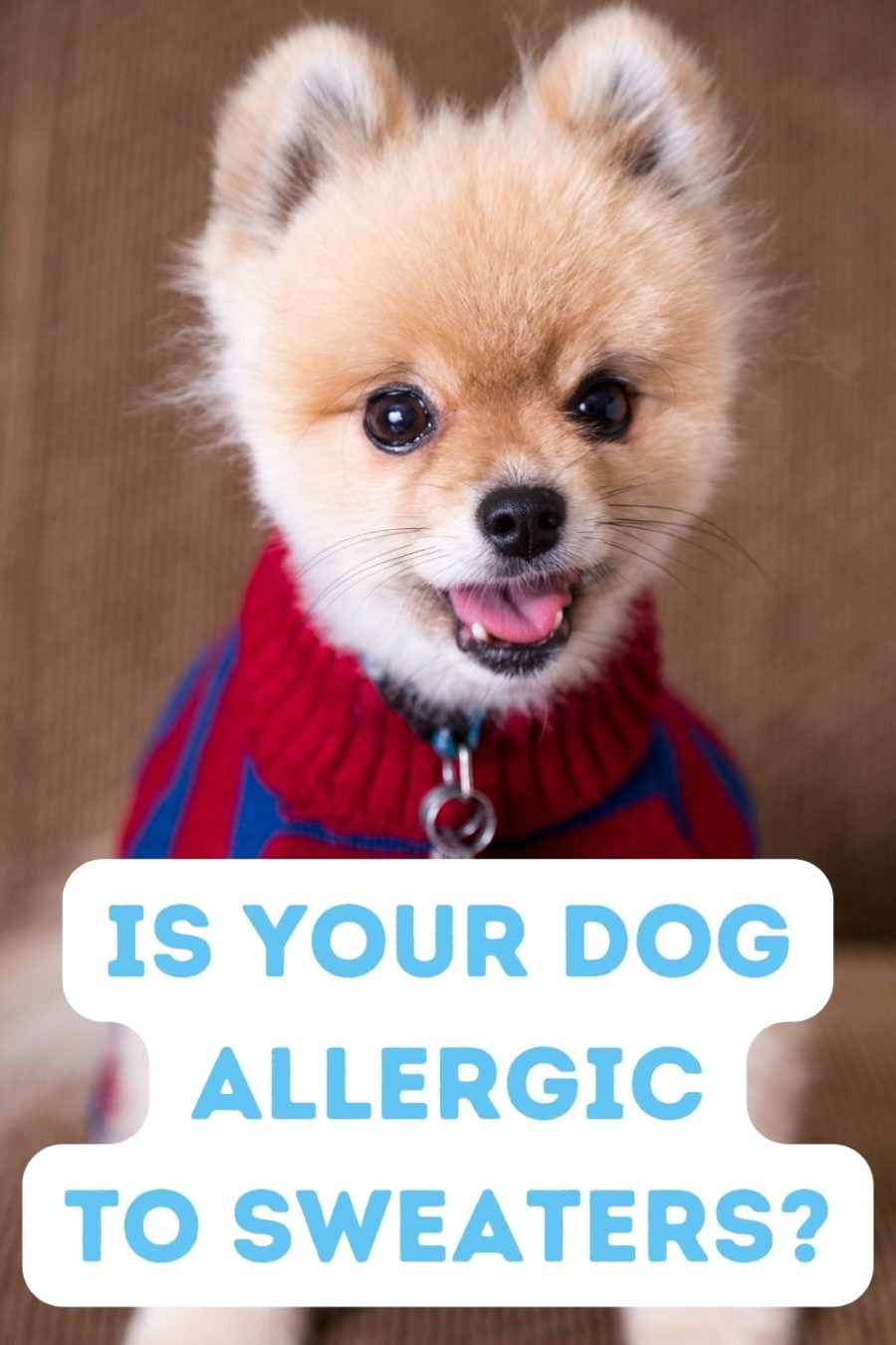 Is your dog allergic to sweaters?