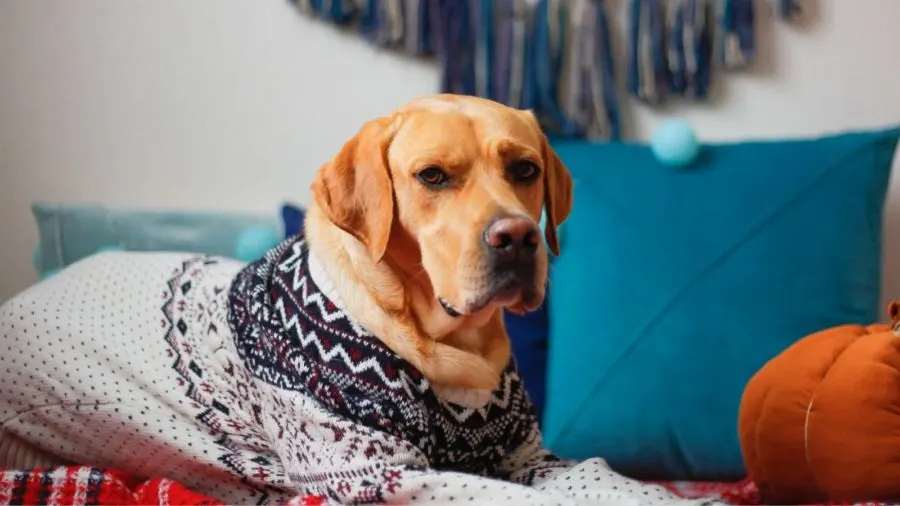 How can I tell if my dog is allergic to sweaters?