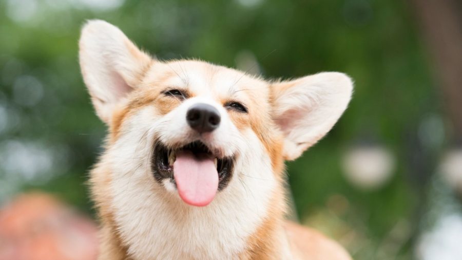 Corgi Day