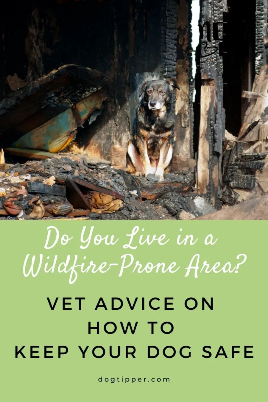 vet advice on how to keep your dog safe when wildfires are in area