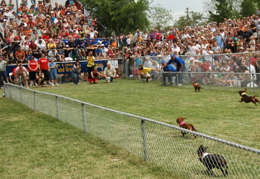 dachshund races, Buda, Texas