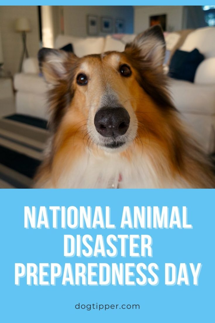 National Animal Disaster Preparedness Day {Get Your Dog Ready!}