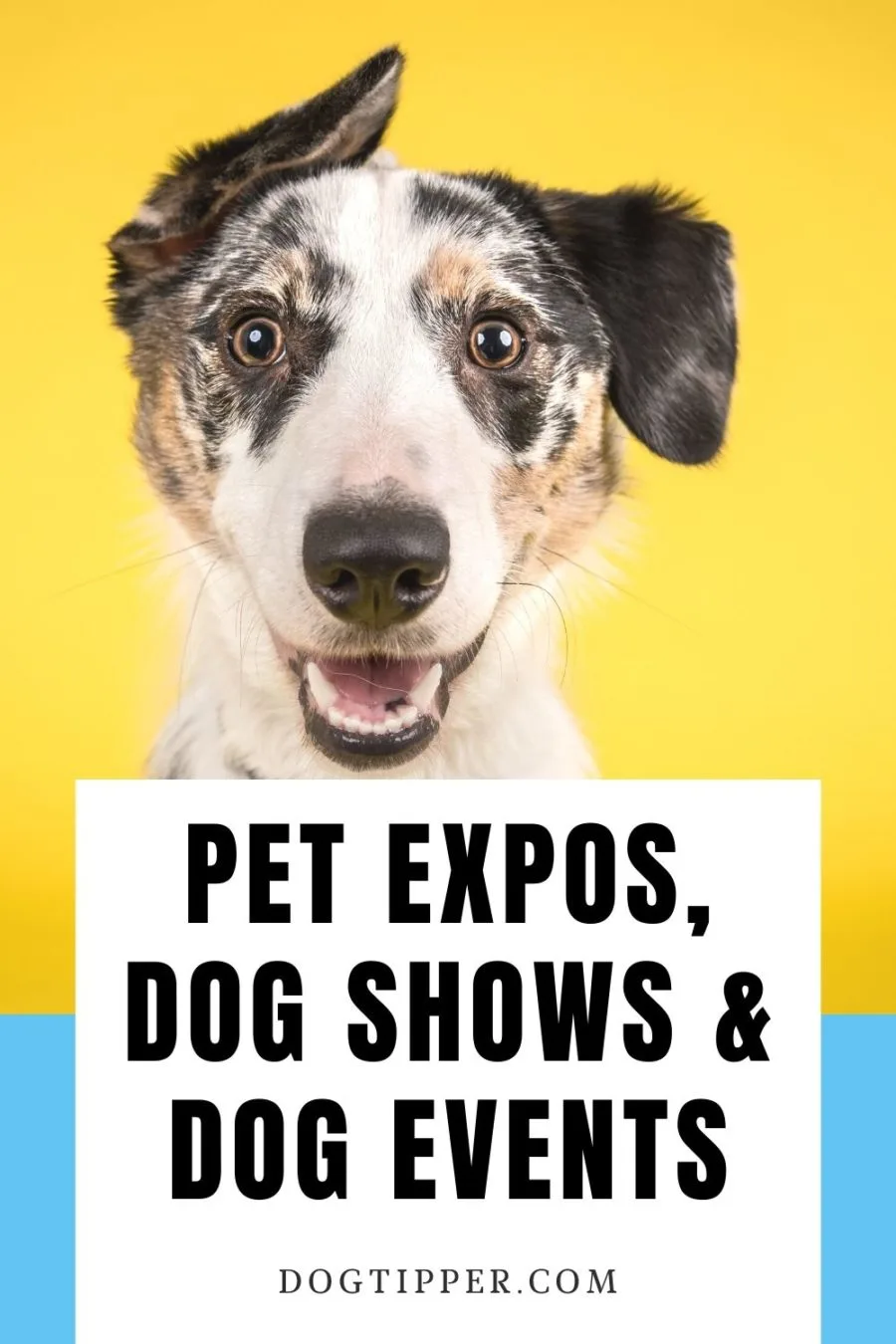 dog looking at camera with one ear folded over; pet expos, dog shows and dog events in lower portion of image