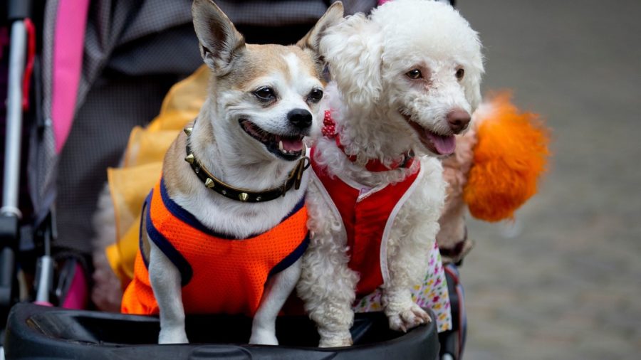 dogs in stroller at pet expo