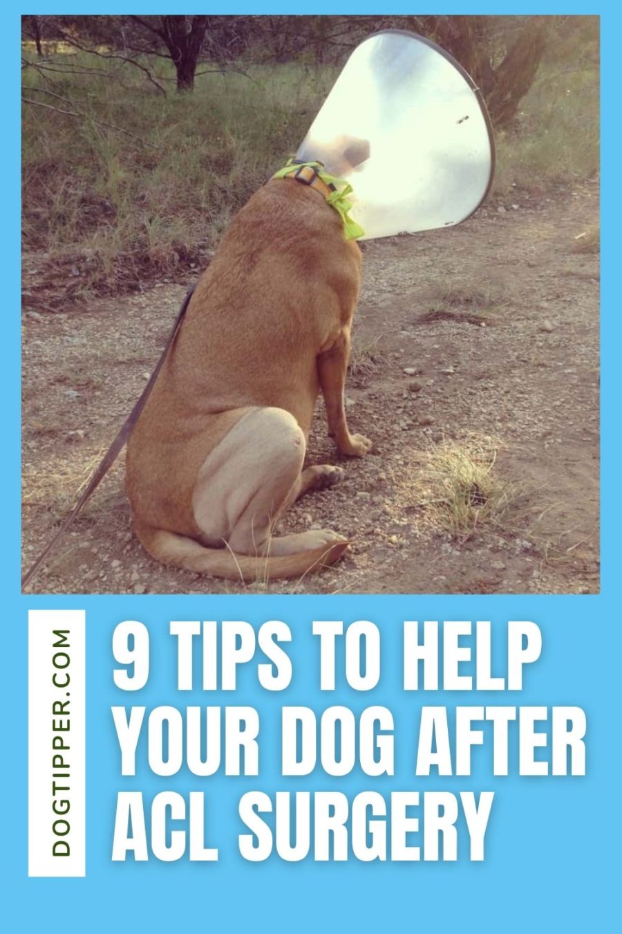 9 tips to help your dog after ACL surgery