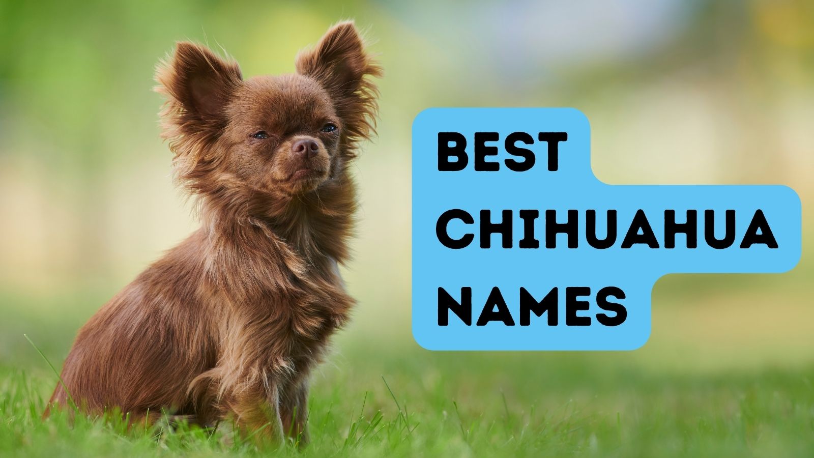 Best Chihuahua Names for Your New Fur Baby! (2023)