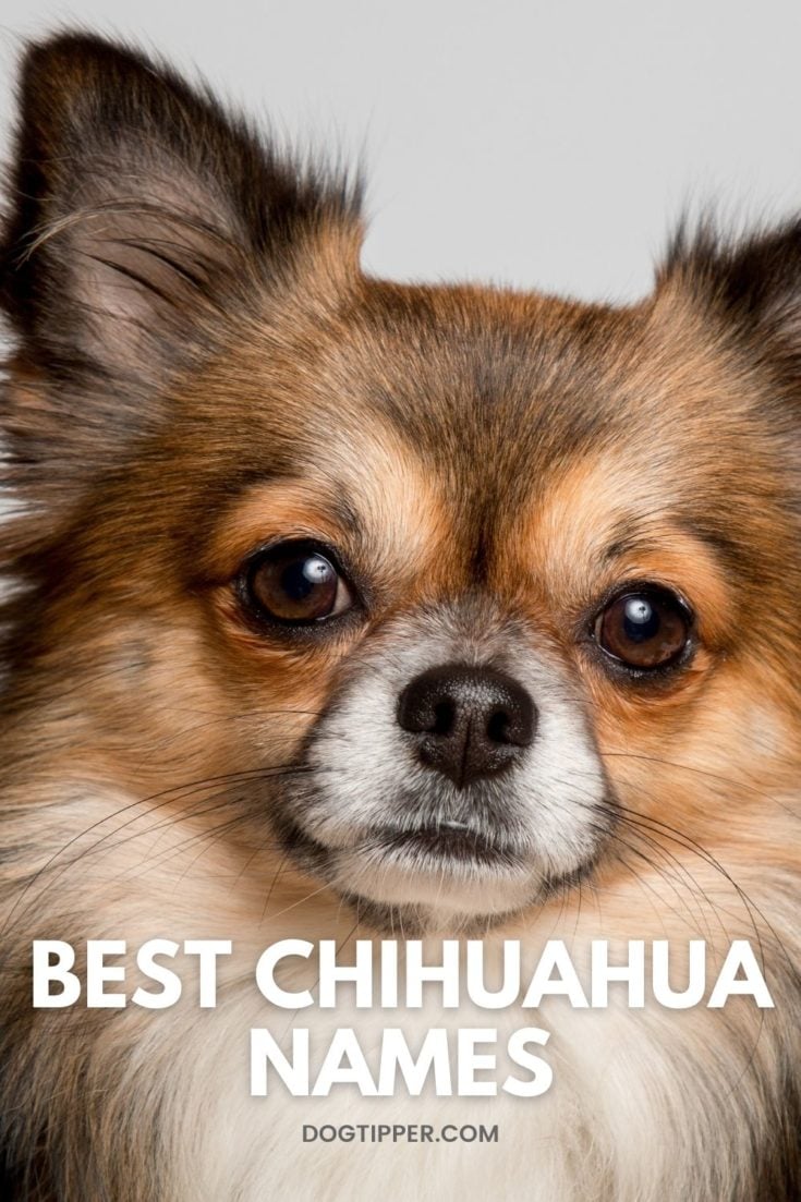 180 Best Chihuahua Names for Your New Fur Baby!