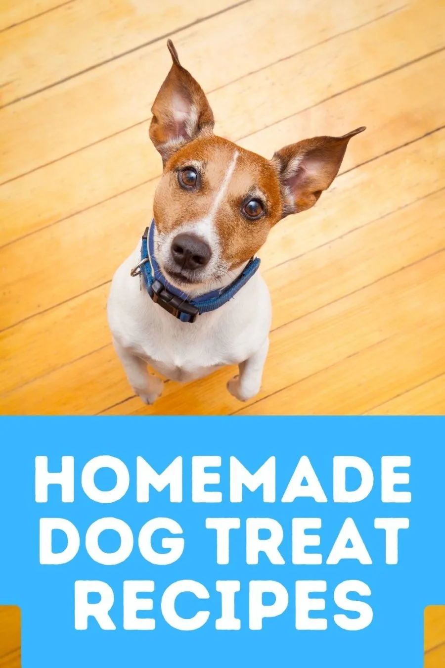 dog looking up at camera with words homemade dog treat recipes below