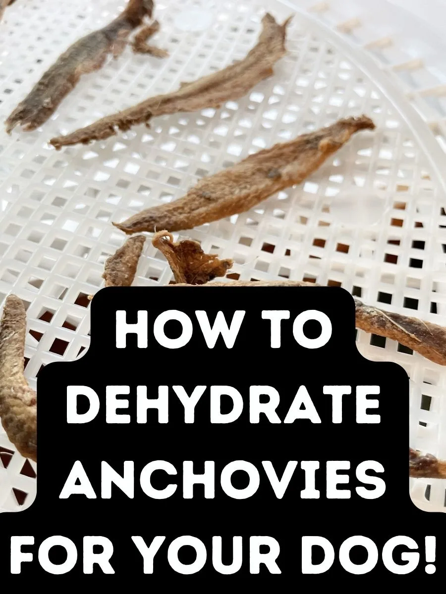 dehydrated anchovies for dogs