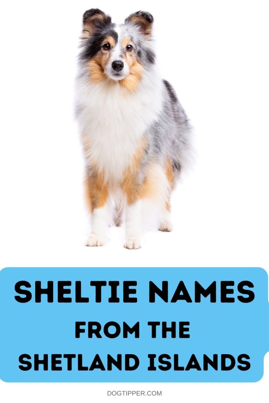 Sheltie Names from the Shetland Islands
