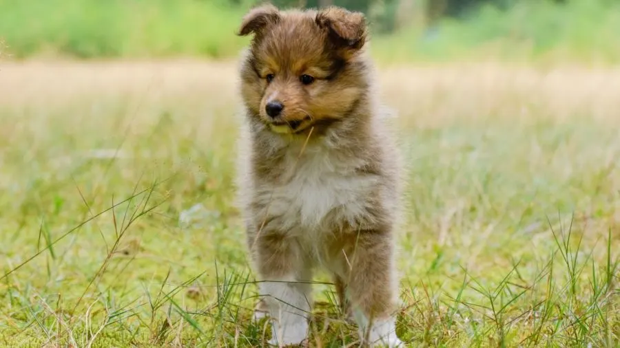 Sheltie puppy