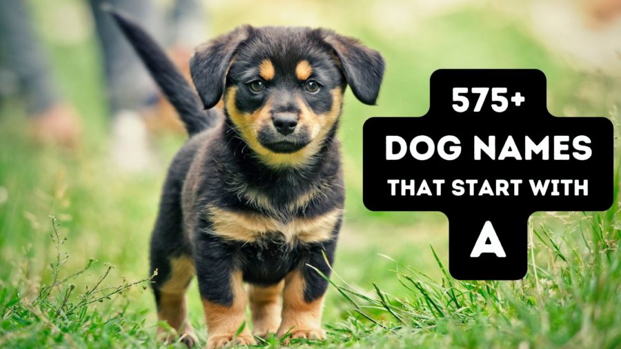 575 dog names that start with A for your new puppy