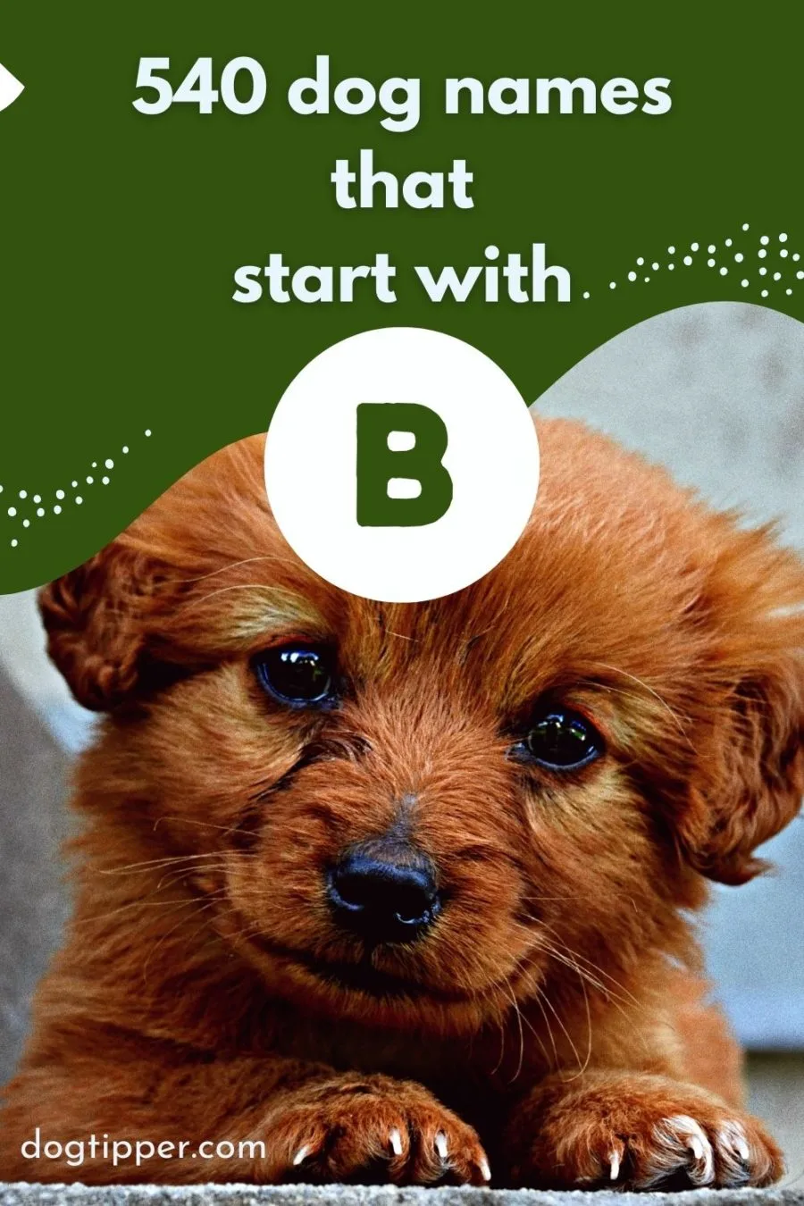 540 dog names that start with B