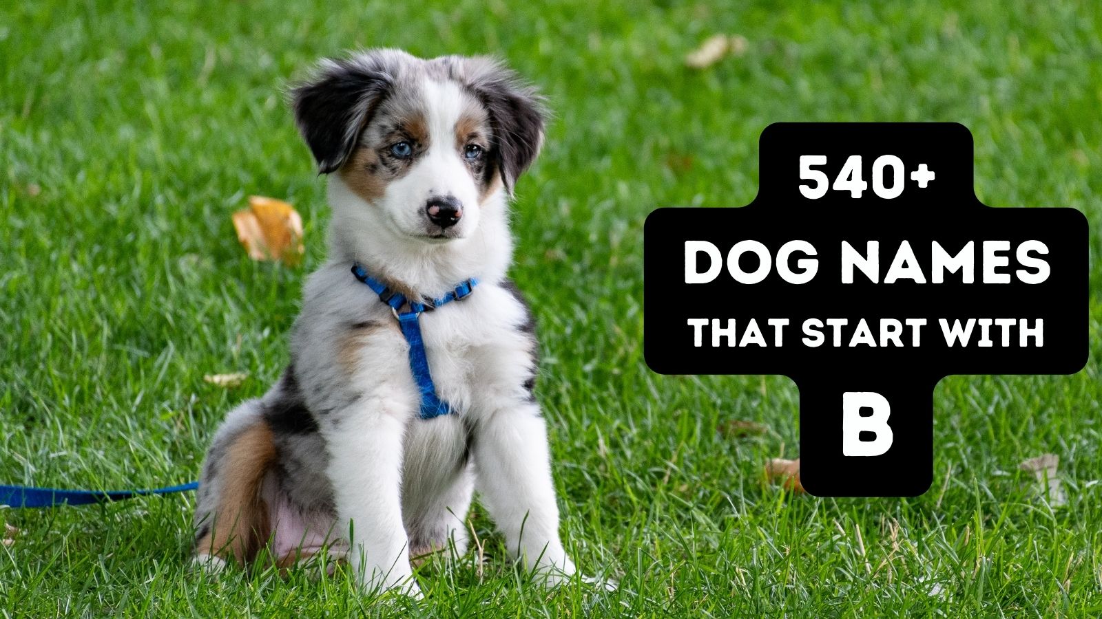 540 Dog Names that Start with B {Male & Female}