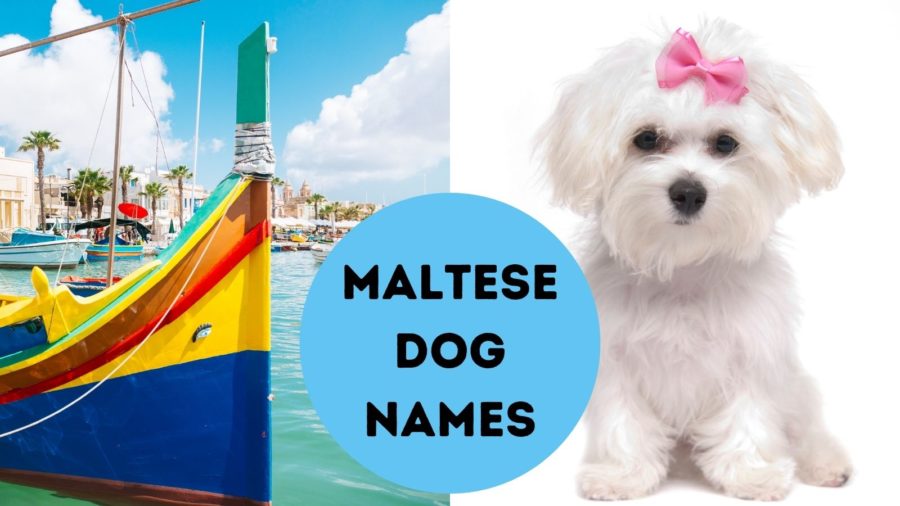 Maltese dog names