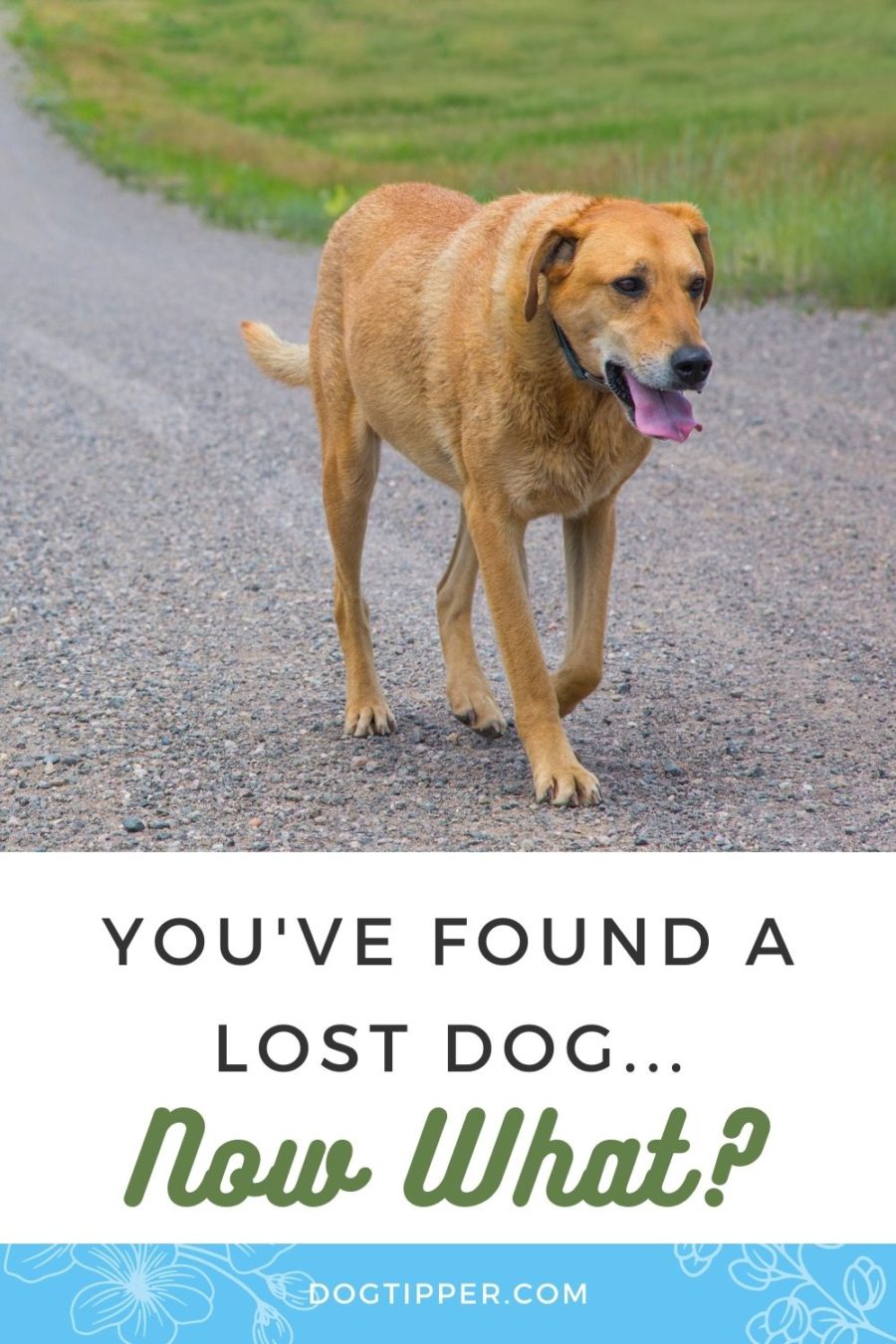 You've found a lost dog...now what?!