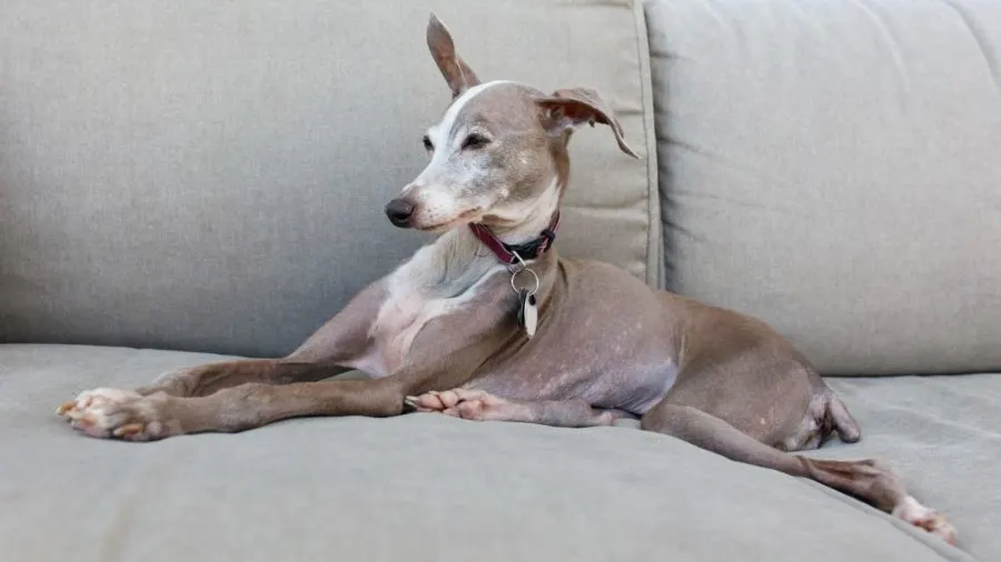 greyhound on couch