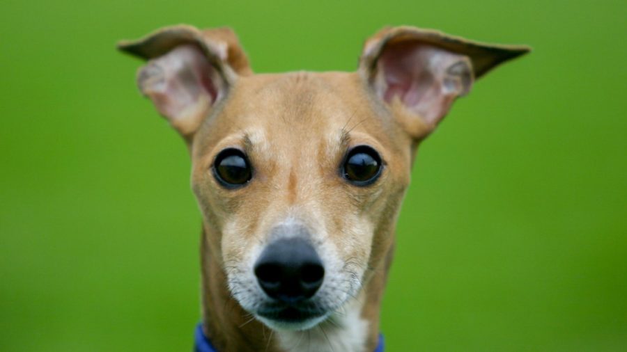 The Italian Greyhound is one of 8 dog breeds classified as Greyhounds.