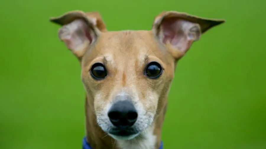The Italian Greyhound is one of 8 dog breeds classified as Greyhounds.