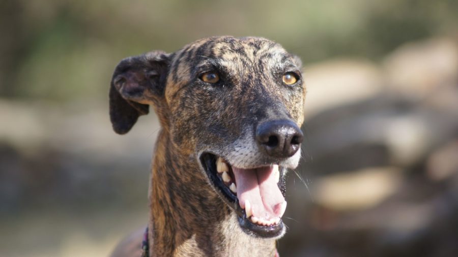 pet holidays about greyhounds