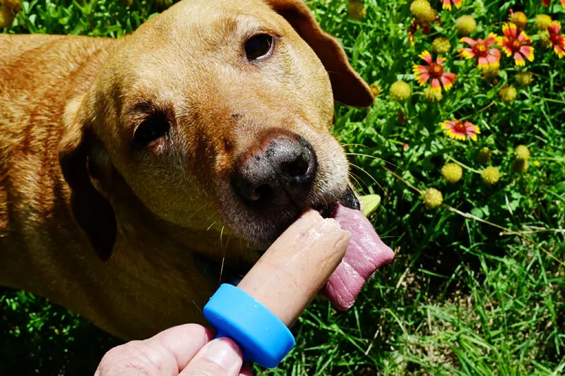 Puppy Popsicles aka PUPSICLES - The Starving Chef