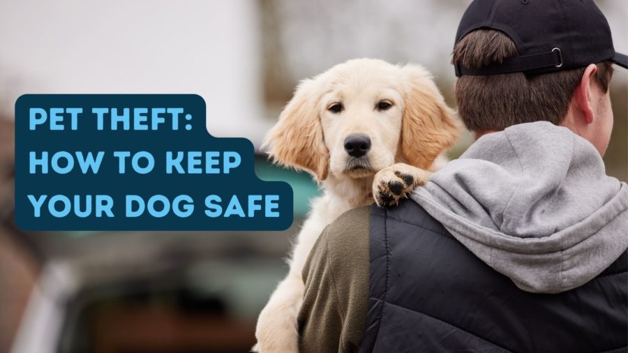 Dog Theft: how to keep your dog safe at home, on dog walks and when out and about