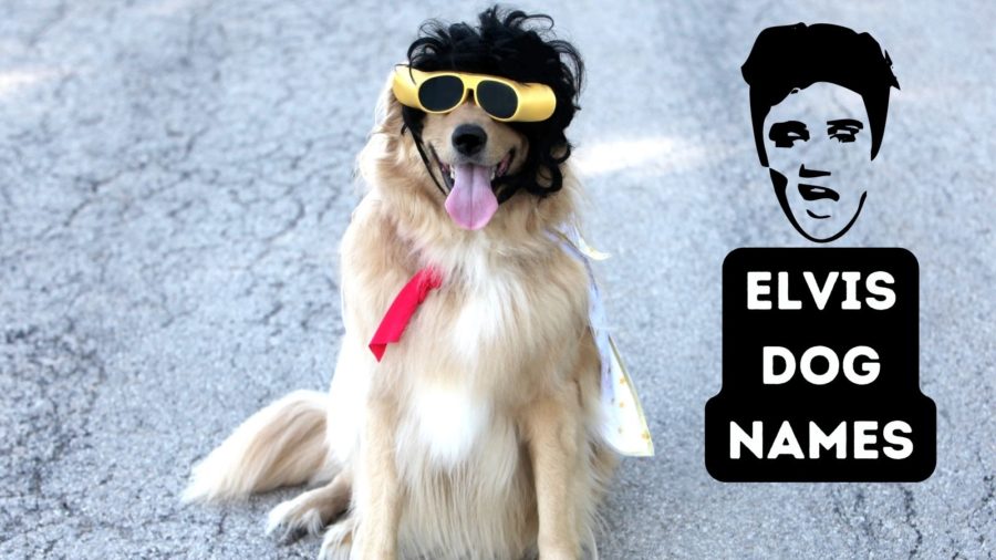 Elvis Dog Names - dog names inspired by Elvis movies, family and Elvis' own dogs