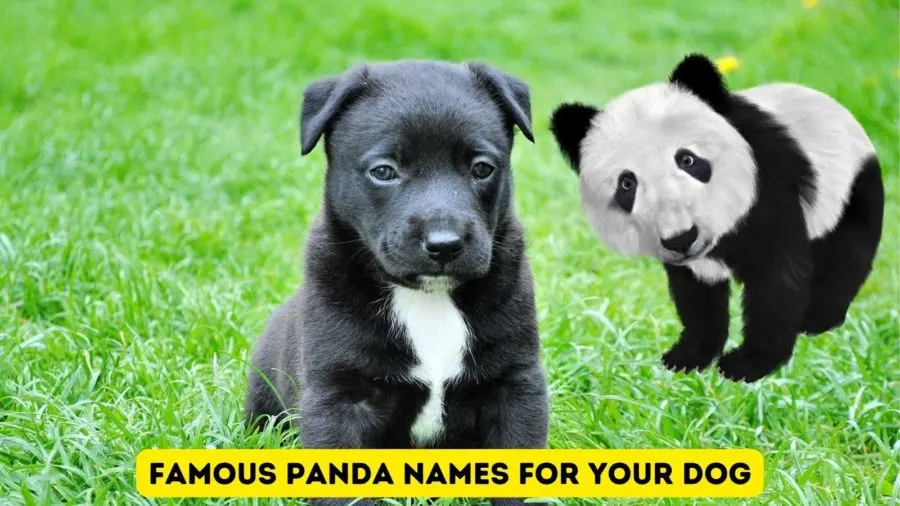 Famous pandas with double names