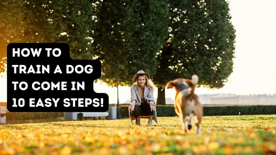 How to Train A Dog to Come in 10 Steps!