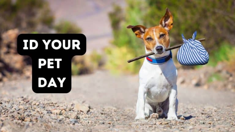ID Your Pet Day {Is Your Dog Tagged?}