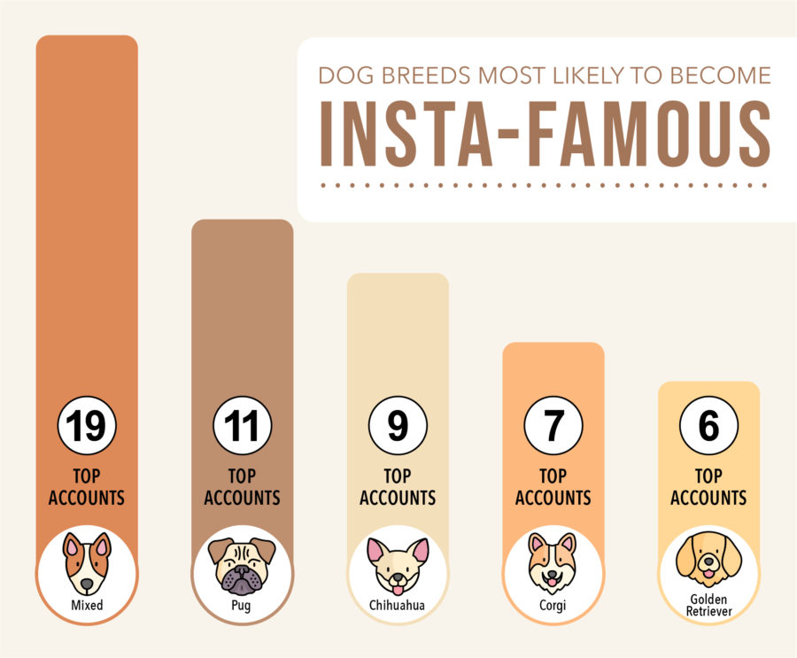dog breeds most likely to become Insta-famous