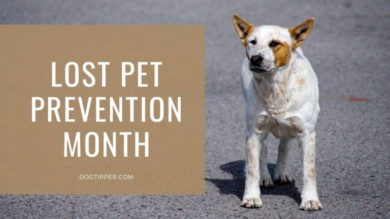 5 Tips to Prevent Lost Pets – Lost Pet Prevention Month