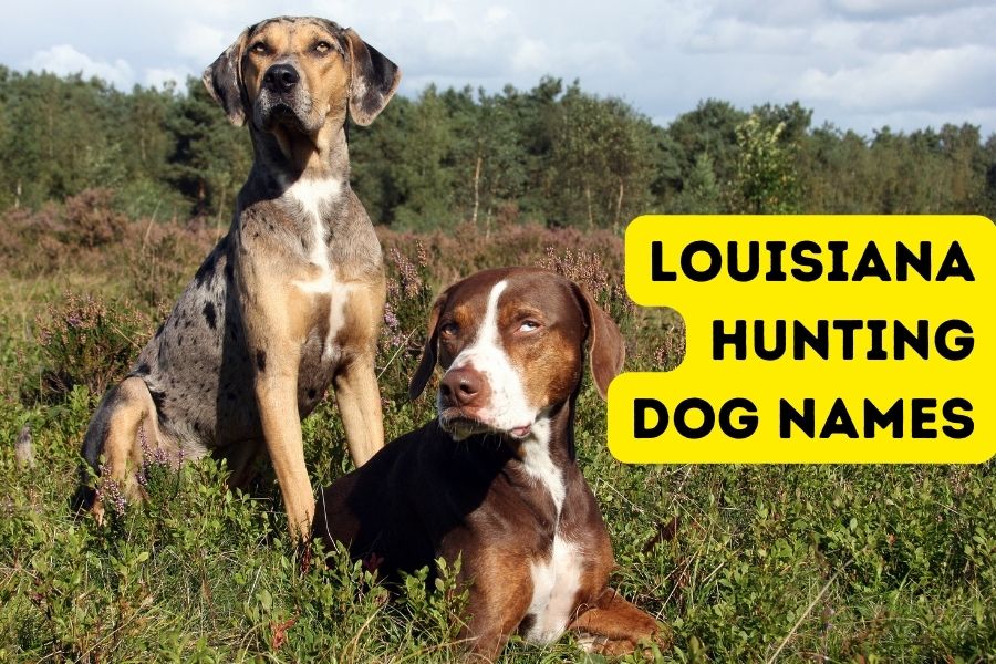 Louisiana hunting dog names