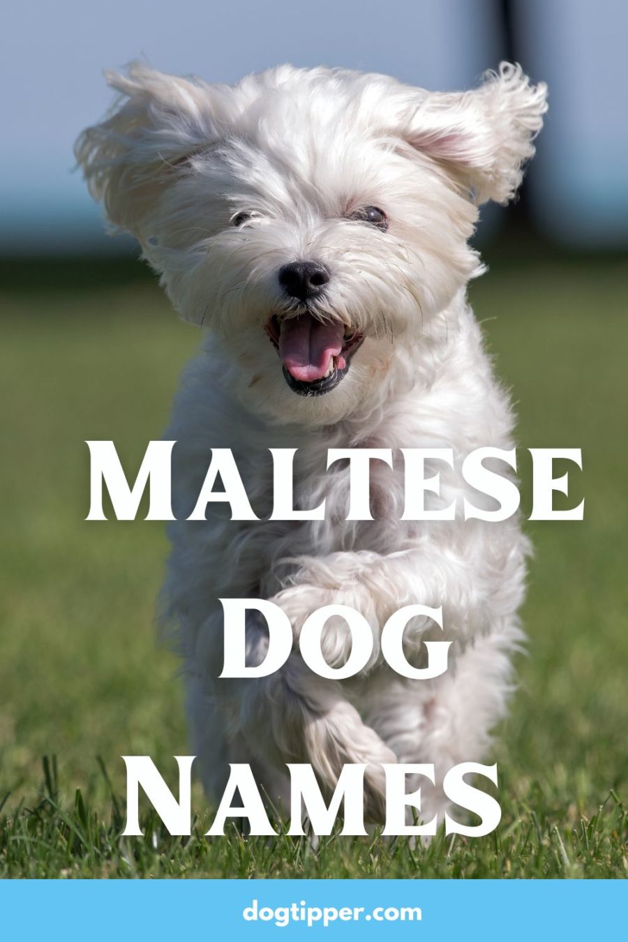 Maltese Dog Names - Names from Malta for Your Maltese or Malshi