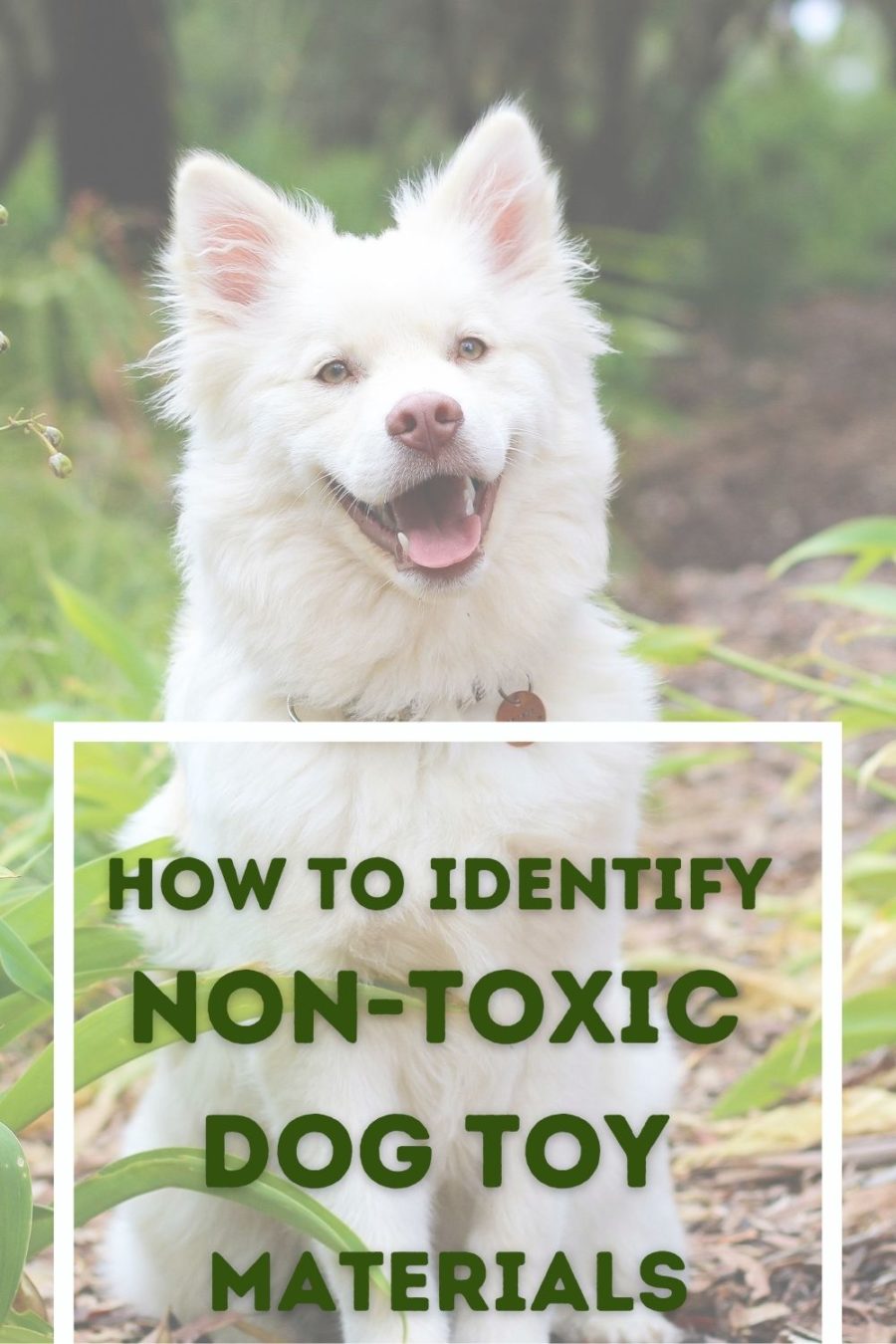 How to Identify Non-Toxic Dog Toy Materials