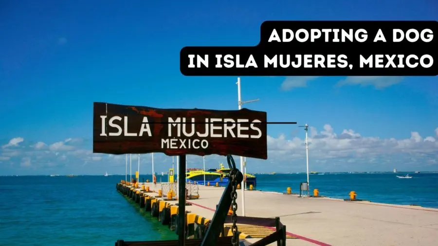 adopting a dog in Isla Mujeres, Mexico/ Isla Animals