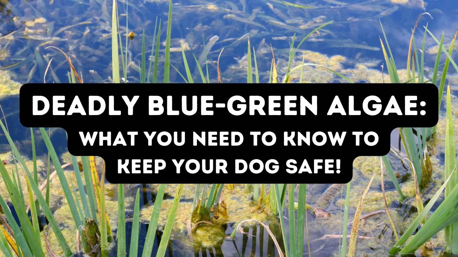 Is Algae In Dog Bowl Bad