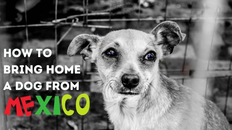 How to Bring a Dog Home from Mexico